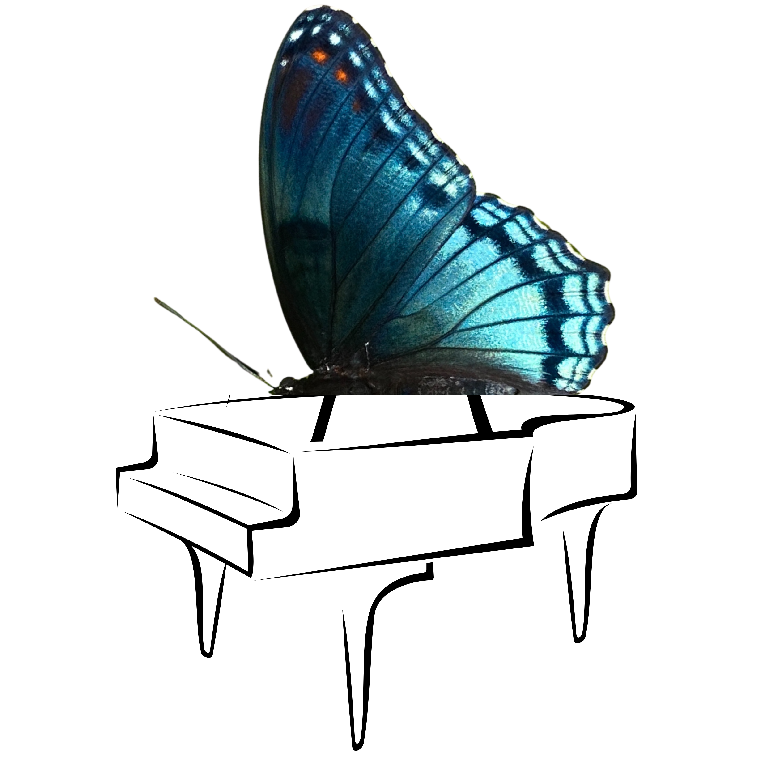 Blue butterfly wings on a grand piano.